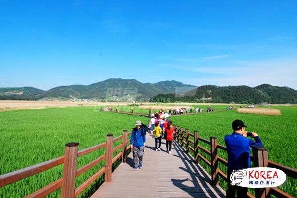 韓國寶城茶園1天體驗之旅